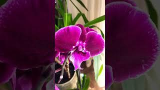 Phal Wine Velvet Big Lip #shorts #orchids #wow #ukraine #beautiful #orchid