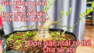 sửa kiểng bonsai từ a - z