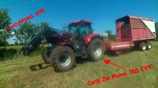 Chopping rye with a Case IH Puma 130 CVX