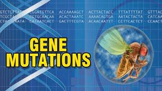 Gene Mutations