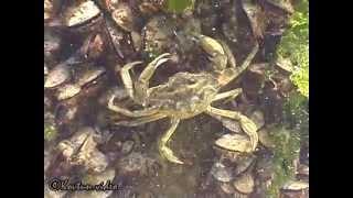 © Фауна Черного моря. Травяной краб (Carcinus aestuarii) - 04 // Black Sea fauna