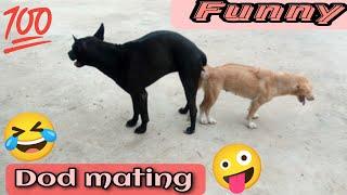 dog mating tyson in romantic mood | Funny Dog Mating | animal mating | funny animals compilation