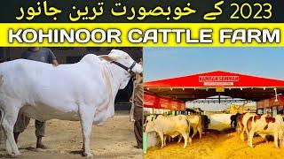 Kohinoor Cattle Farm Qurbani Animals Review's