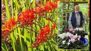 CROCOSMIA, FLAMBOYANTE PLANTE VIVACE AUX FLEURS COULEUR DE FEU EN ÉTÉ… Le Quotidien du Jardin N°277