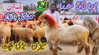 Mangal Bazaar 50 mundra Qurbani season Mundra farming Pakistan Malik Imran Goat Farm