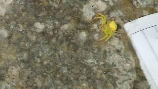 Arachnid video: Rare bright yellow Spider