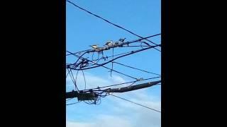 Loggerhead shrike feeds young their sibling impaled to wire.