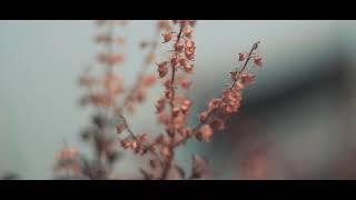 Nature Stock Footage _Dry Flowers | Free Use