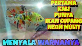 Pertama Kali Punya Ikan Cupang NEON Multicolour ( MENYALAA ABANGKUH )