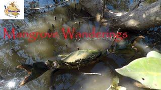 DB Adventures - Mangrove Wanderings