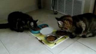 Olga's cats eating breakfast