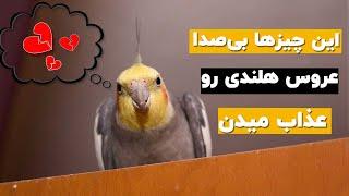 چیزهایی که عروس هلندی ازش بدش میاد و تو خبر نداری‍