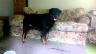 Rottweiler loves married with children!