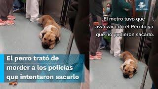 "Perrito saboteador", policías y usuarios fallan al intentar sacar a un lomito del Metro