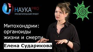 Митохондрии: органоиды жизни и смерти | Лекции по биологии – антрополог Елена Сударикова | Научпоп