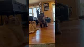 HUGE Maine Coon plays with bird toy #mainecoon