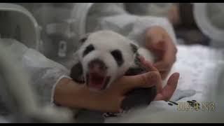 Panda Baby (Moscow Zoo)