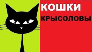 Кошки-крысоловы: что о них нужно знать?