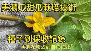 【休閒小菜園】美濃瓜甜瓜栽培技術，種子到採收記錄！