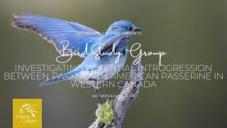 Bird Study Group: Investigating potential hybridization between Mountain and Western Bluebirds