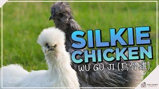 Silkie Chickens: Unraveling the Mysteries of the Fluffiest Backyard Flock Members!