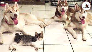 Husky Taught Cat How To Become A Mom｜PECO