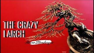 THE CRAZY LARCH