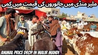 Karachi Cow Mandi Latast Rates Update 10 December 2024 | Malir Mandi K Hone Wale Sastae Soday