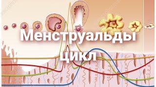 Менструальды цикл | Еттеккір циклі