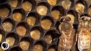 Honey Bees Make Honey ... and Bread? | Deep Look