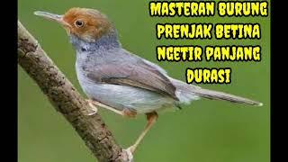 Masteran burung prenjak betina ngetir panjang durasi