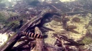 Cambeua: Cichlid Filled Igarape on the Lower Rio Negro, Brazil