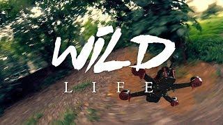 Into the Wild | FPV Freestyle