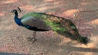 Beautiful Peacock Collection... | The RubieVerse