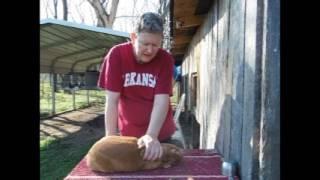 Raising Rabbits: Wry Neck