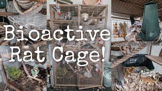 Bioactive Rat Cage! | cleaning and tour