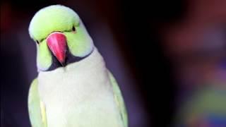 Sorry mujhe asa nahi karna chiya tha ???||talking parrot