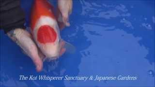 The Koi Whisperer shares Very High Quality Maruten Kohaku Matsue The Netherlands March 2014