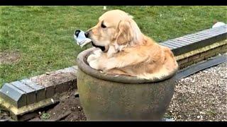 Lustige Hunde und Katzen Videos 2023, Cute and Funny Cats & Dogs Videos.