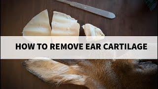 How to Remove Cartilage out of a Deer Ear - Taxidermy