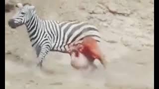 viral di tiktok zebra digigit buaya sampai keluar usus