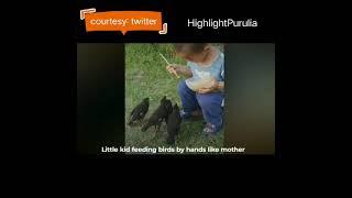 Watch a little boy feeding birds in a feel good viral video