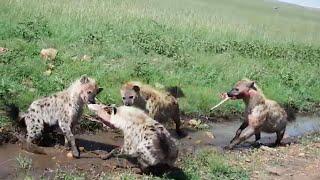 Fierce Fridays: Hyenas rip a new asshole in The Ugly 5. ( wild hyenas in Africa eating prey alive )