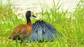 WHAT MAKES THE BLACK HERON BIRD UNIQUE?