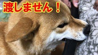 柴犬リキとリコ 父ちゃんお帰りリコ編【かわいい】 Shiba inu Riki and Riko