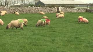 Sheep Autumn Grassland Management