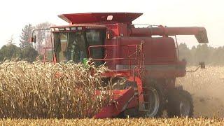 Corn Harvest 2020 | Case IH 2388 Axial Flow Combine Harvesting Corn | Ontario, Canada