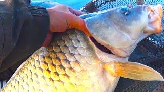 It's A FISHING HARVEST!!!! HUGE CARP, CRUCIAN CARP, WALLEYE, BREAM