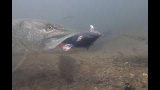 Pike Devours RAT!