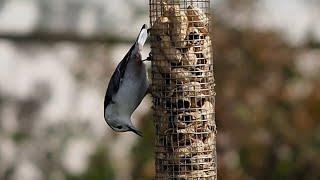 Energetic Climbing White breasted Nuthatch - #shorts